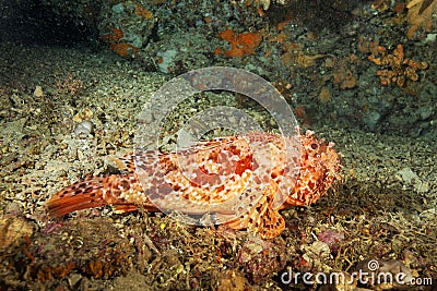 The red scorpionfish Scorpaena scrofa Stock Photo